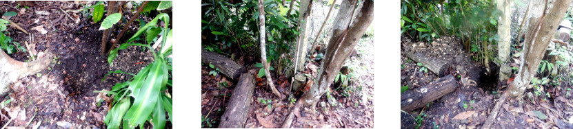 Images of holes dug for fencing in
        tropical backyard