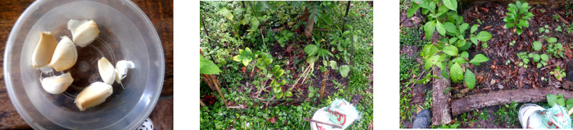 Images of garlic planted in tropical
        backyard