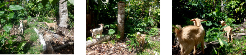 Images of escaped goats in tropical
        backyard