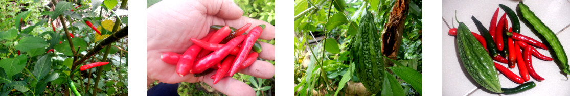 Images of a small harvest from
        tropical backyard