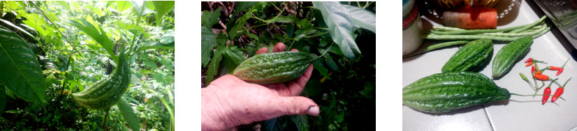 Images of a small tropical backyard
        harvest