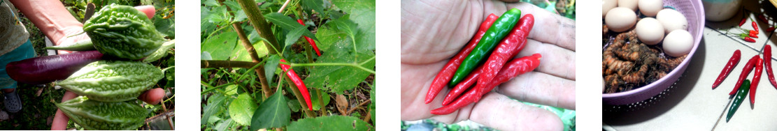 Images of small harvest from tropical
        backyard