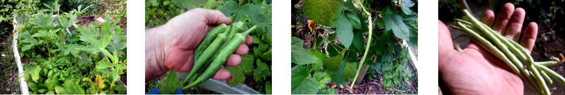 Images of a small harvest in tropical
        backyard