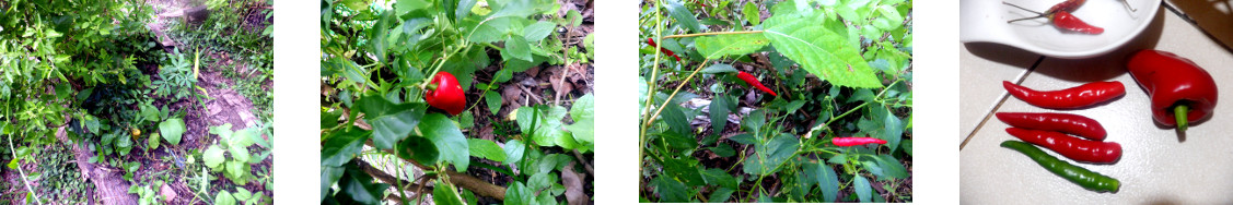 Images of small harvest from tropical
        backyard