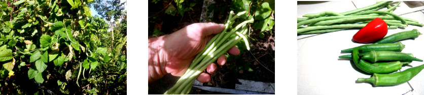 Images of small harvest in tropical
        backyard