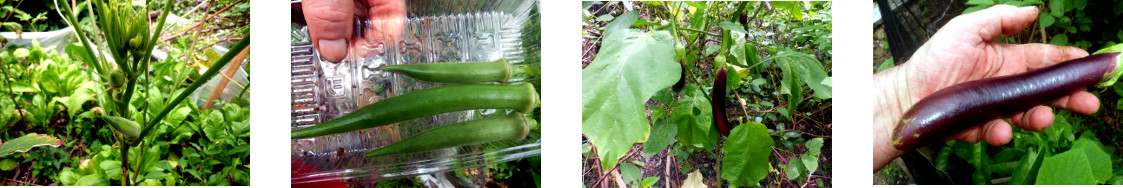 Images of small harvest in tropical backyard