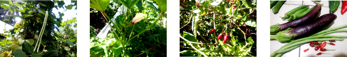 Images of small harvest from tropical
        backyard