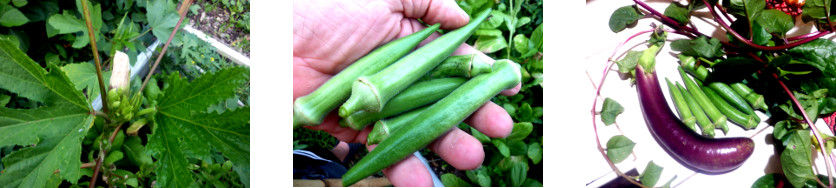 Images of small harvest in tropical backyard