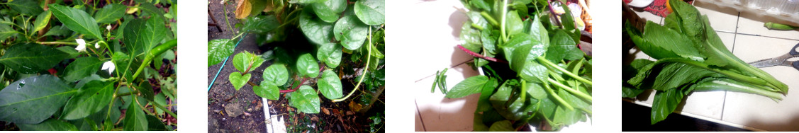 Images of small harvest from tropical
        backyard