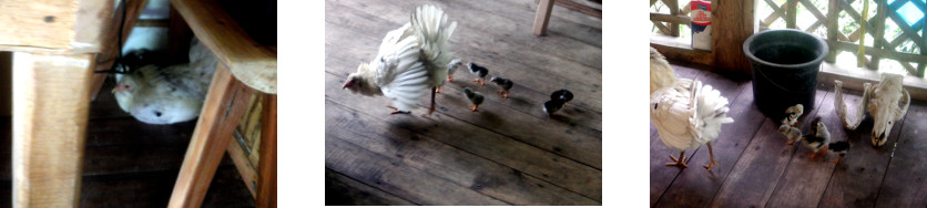 Images of hen with chicks on tropical
        balcony