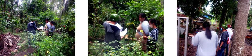 Images of council inspectors in
        tropical backyard