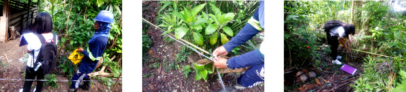 Images of areas in tropical backyard
        being meansured