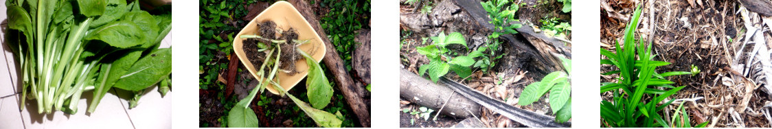 Images of mustard plant roots
        replanted in tropical backyard