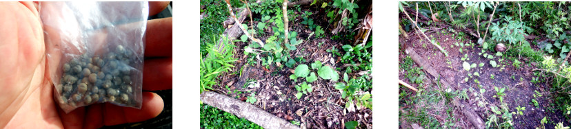 Images of Okra seeds planted in
        tropical backyard