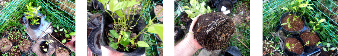 Imagesof passion fruit seedlings
        re-potted in tropical backyard