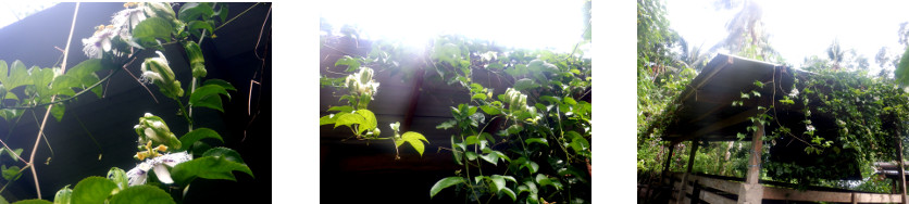 Images of passion fruit flowering in
        tropical backyard