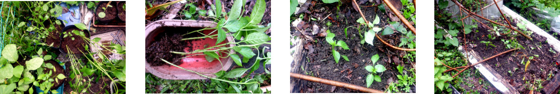 Images of sweet pepper seedlings
        transplanted in tropical backyard