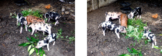 Images of tropical backyard piglets in
        new pen
