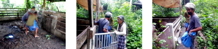 Images of man collecting a tropical
        backyard piglet