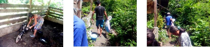 Images of tropical backyard piglets
        being collected