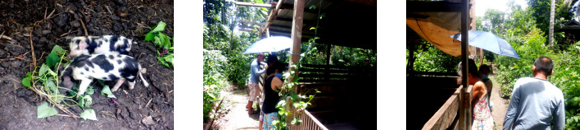 Images of people and tropical backyard
        pig pen