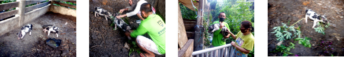 Images of people collecting a tropical
        backyard piglet