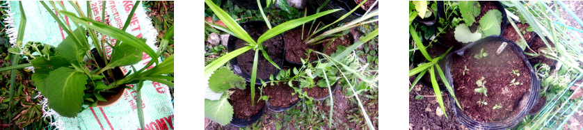 Images of various pungent plants
        potted in tropical backyard