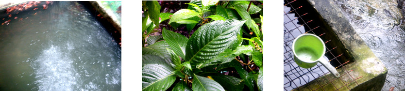 Images of rain in tropical
            backyard