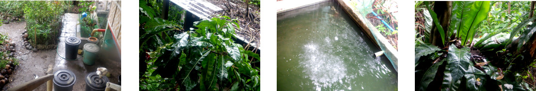 Images of rain in tropical backyard