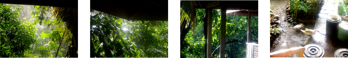 Images of rain in tropical backyard