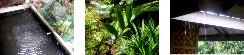 Images of rain in tropical
            backyard