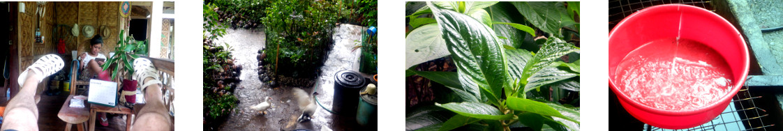 Images of rain in tropical backyard