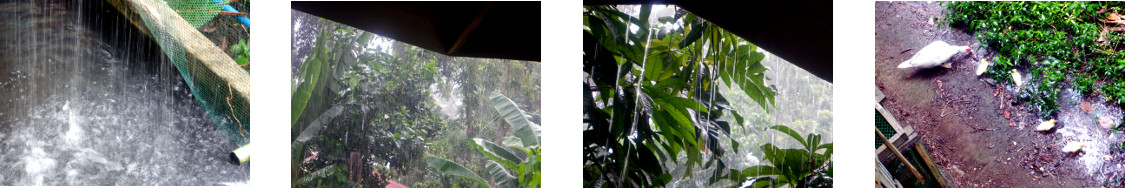 Images of rain in tropical backyard