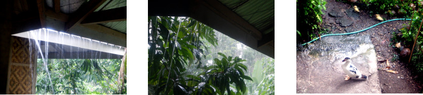 Images of rain in tropical backyard