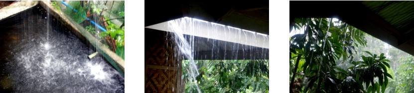 Images of rain in tropical backyard