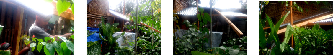 Images of neighbour building a roof in
        tropical garden