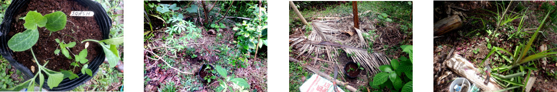 Images of squash seedlings planted in
        various locations in tropical backyard garden