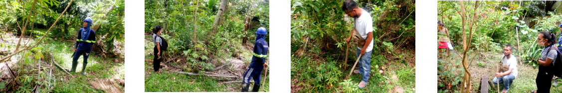 Images of proposed pig runs
        beingstaked out in tropical backyard