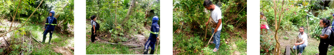 Images of proposed pig runs
        beingstaked out in tropical backyard