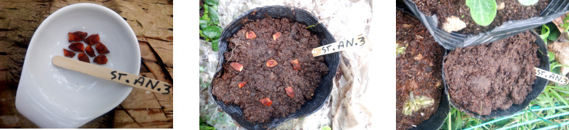 Images of Star Anise potted in topical
        backyard