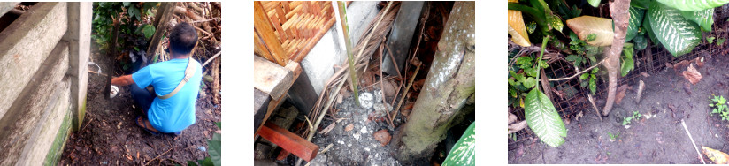 Images of boundary markers in tropical
        backyard