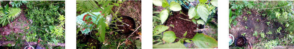 Images of seedlings transplanted in
        tropical backyard garden