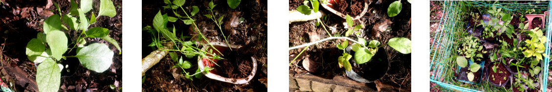 Images of seedlings transplanted in
        tropical backyard