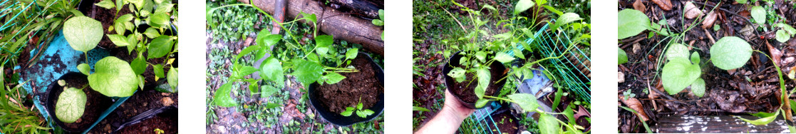 Images of seedlings transplanted in
        tropical backyard