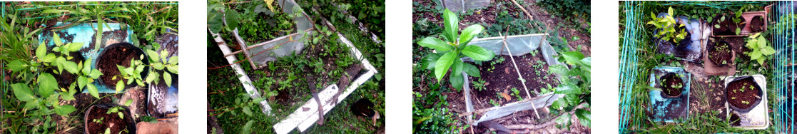 Images of seedlings transplanted in
        tropical backyard