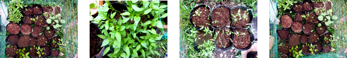 Images of paprika seedlings
        transplanted in tropical backyard