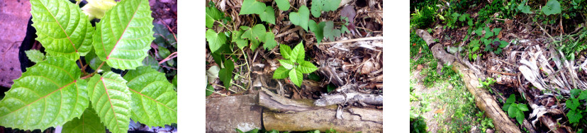 Images of tree seedlings transplanted
        in tropical backyard