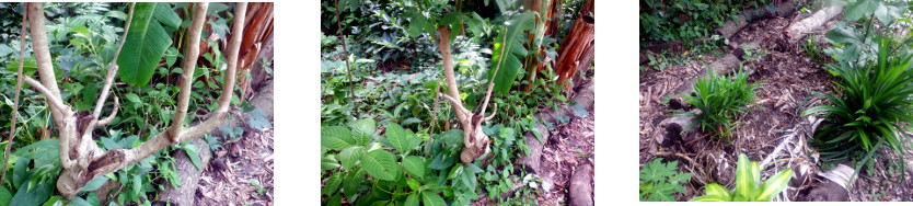 Images of tropical backyard tree
        trimmed and replanted as cuttings