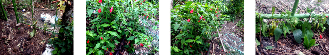 Images of trimming and transplanting
        along new fence in tropical backyard