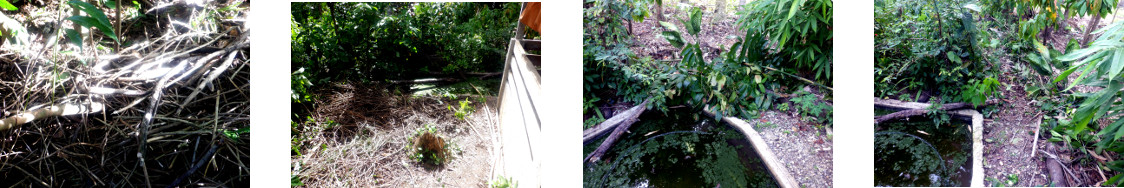 Images of debris cleared from tropical
        backyard